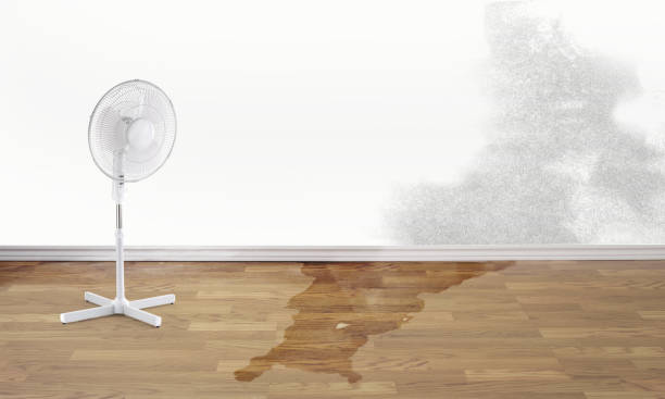 Best Ceiling water damage repair  in Lebanon Junction, KY