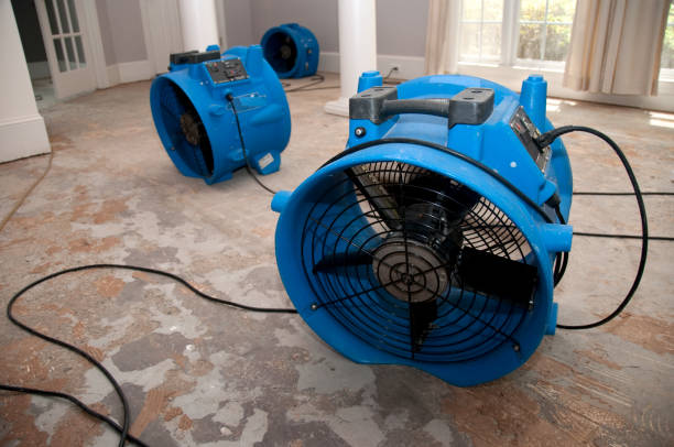 Best Flood damage cleanup  in Lebanon Junction, KY